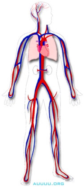 the human circulatory system for kids. the human circulatory system