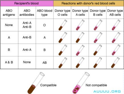 Blood Typing and Crossmatching, BLOOD GROUP SYSTEMS