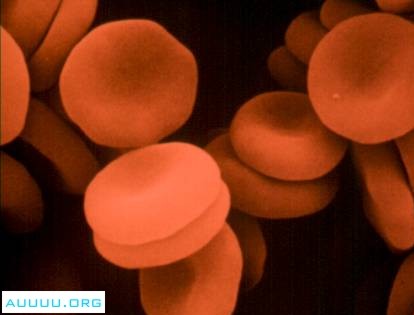 Red Blood Cells: Erythrocytes, Primary carriers of oxygen