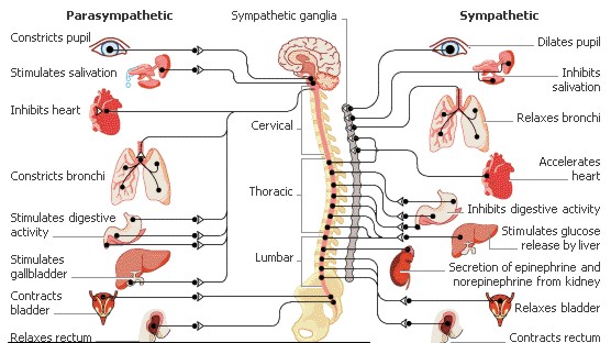 CONTROL OF THE HEART RATE: Heart rate children, Physical training, Autonomic Nervous System