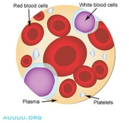 BLOOD - Blood is the actual carrier of the oxygen and nutrients