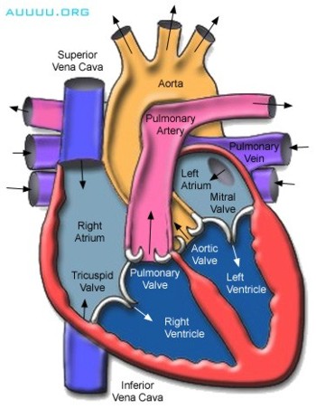 Heart Anatomy: Types of valves regulate blood flow through your Heart, pump blood