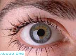 Eyes: Anatomy of the Human Eye