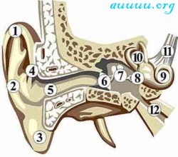 Anatomy of the Ear: Listing of the parts of the ear