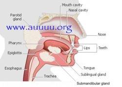 Anatomy of the Human Mouth