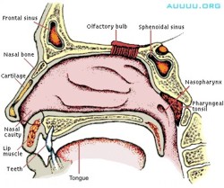 NASAL PASSAGES: Anatomy of the Nose