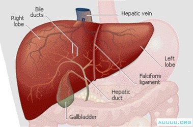 Human Liver - Organ of the Human Body - LIVER