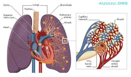 Lungs: The Humans Organs Respiratory System